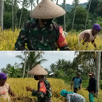 Semangati Petani Di Wilayah Binaannya, Babinsa Jorok Bantu Warga Panen Padi
