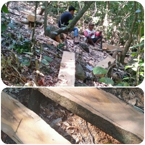 Aksi Penebangan Kayu Di Wilayah HUTAN KENALI Lenangguar Menjadi Ancaman Kerusakan Areal Pertanian Sekitar
