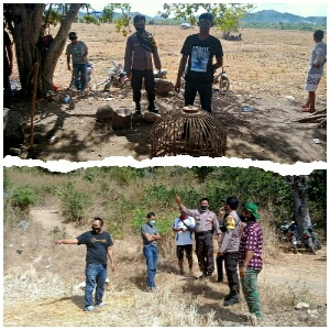 Polsek Plampang Bubarkan Judi Sabung Ayam, Pelaku Lari Kocar kacir