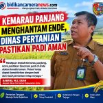 Kemarau Panjang Menghantam Ende, Dinas Pertanian Pastikan Padi Aman